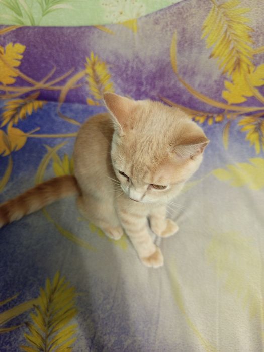 Котята шотландской породы