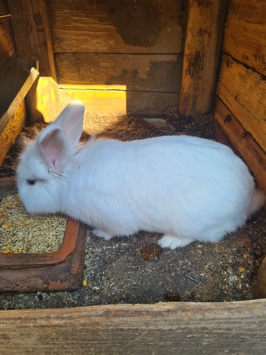 Vand iepuri urias de transilvania, fluture german și cap de leu pitic