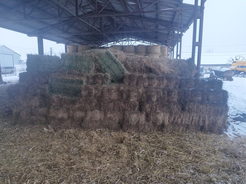 Vând baloți de lucernă mici, calitate garantata