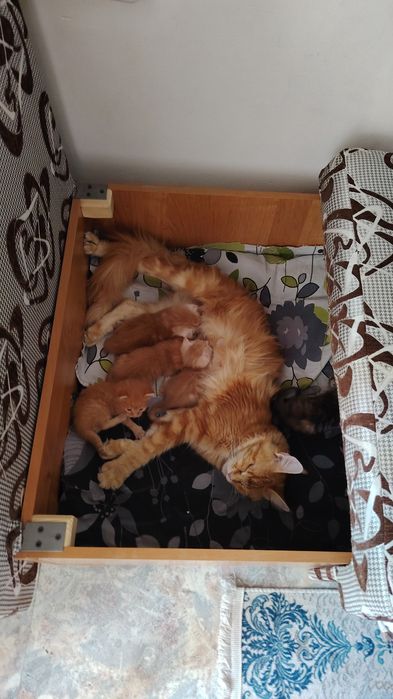 Мейнкуны котята рыженькие