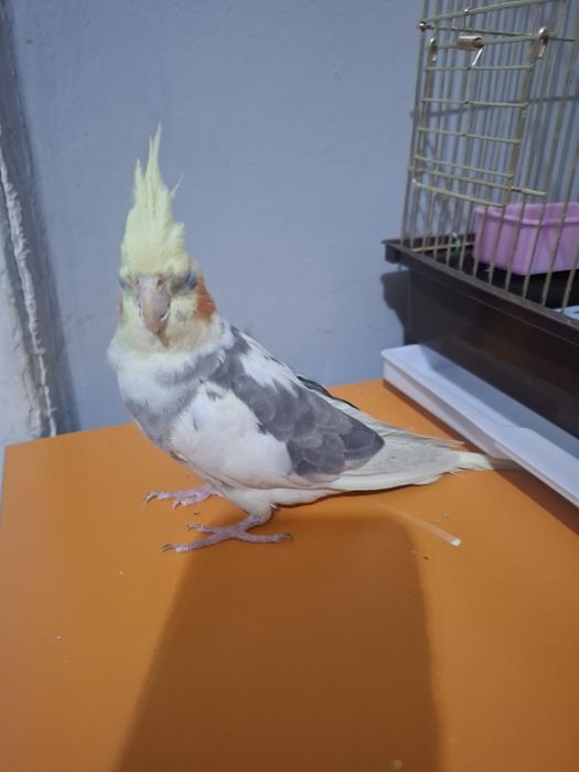 Продам попугая корелла мальчик 6 мес.