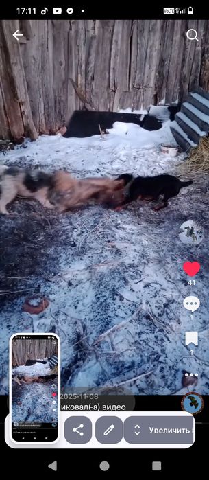 Продаётся сука  фокстерьер