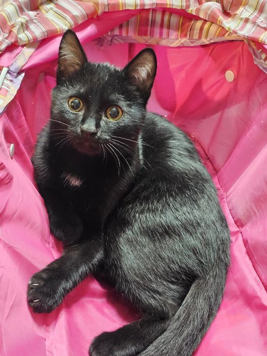 Котенок котята котики котэйки в добрые руки