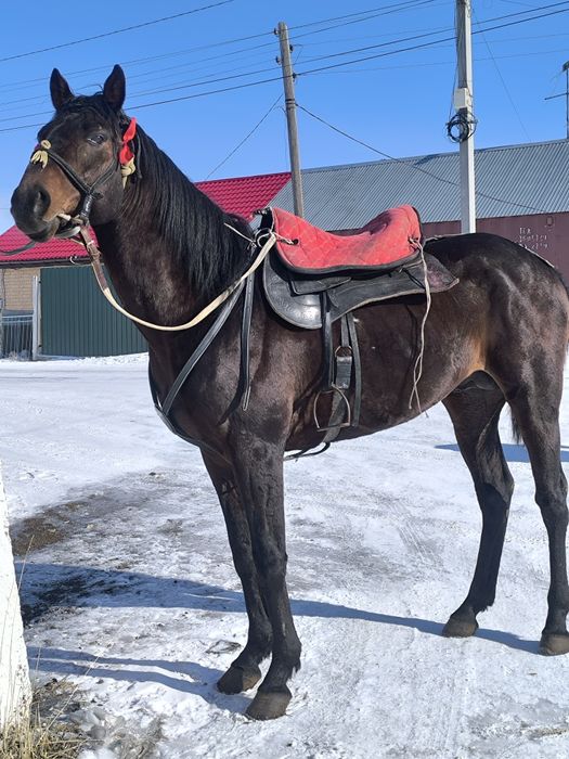 Айгыр жеребец! классный