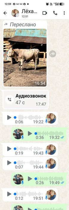 Продам быков 1,5 года