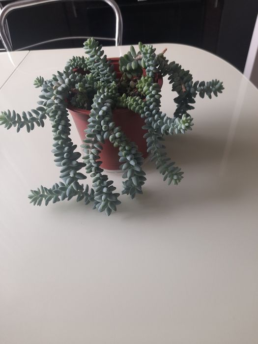 Продам комнатный цветок,,Очиток"