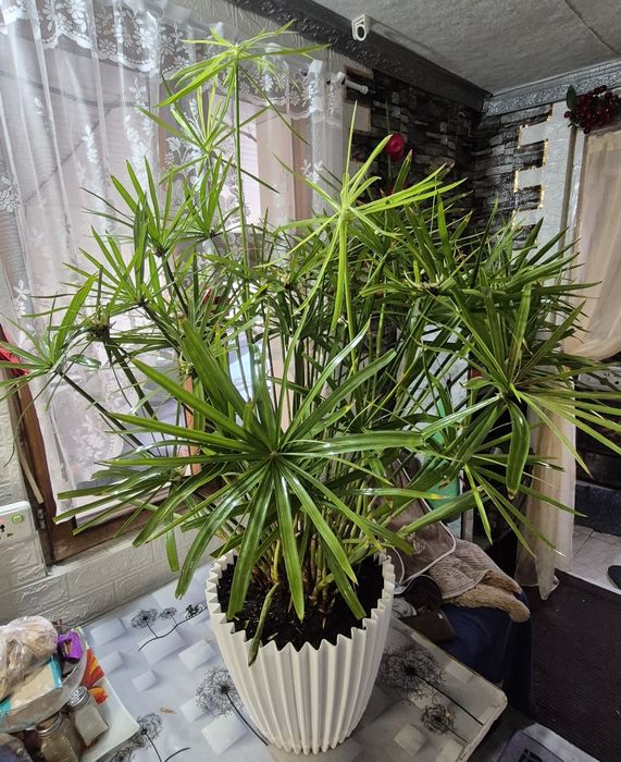 Циперус (Папирус) от 1500