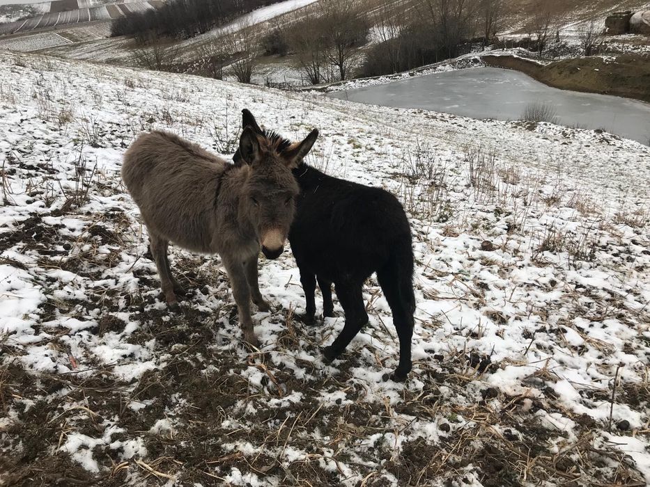 Doi pui de măgăriță