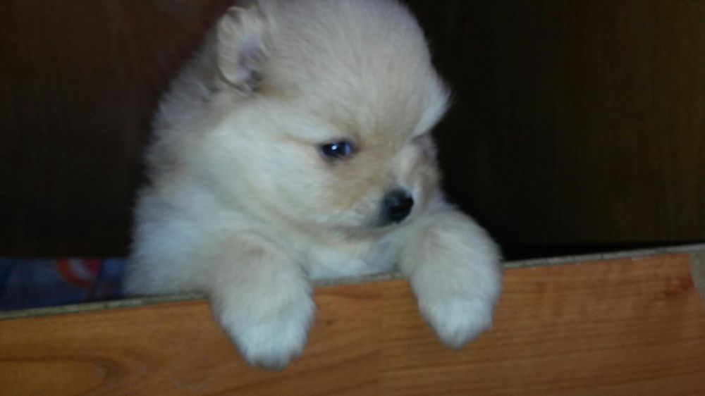 Продам щенков шпица