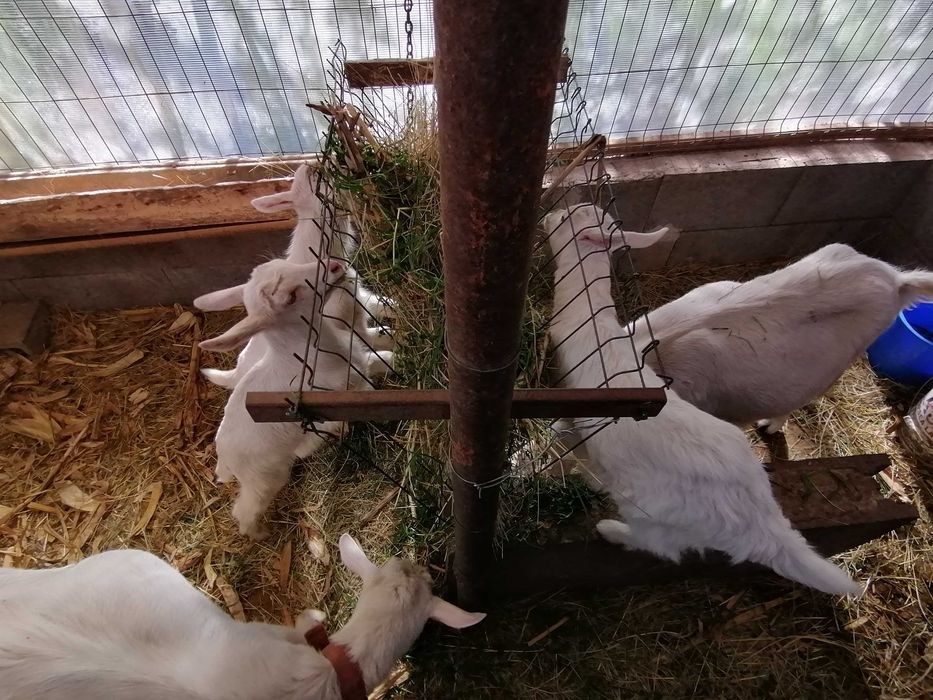 Iezi de vănzare la Diosig