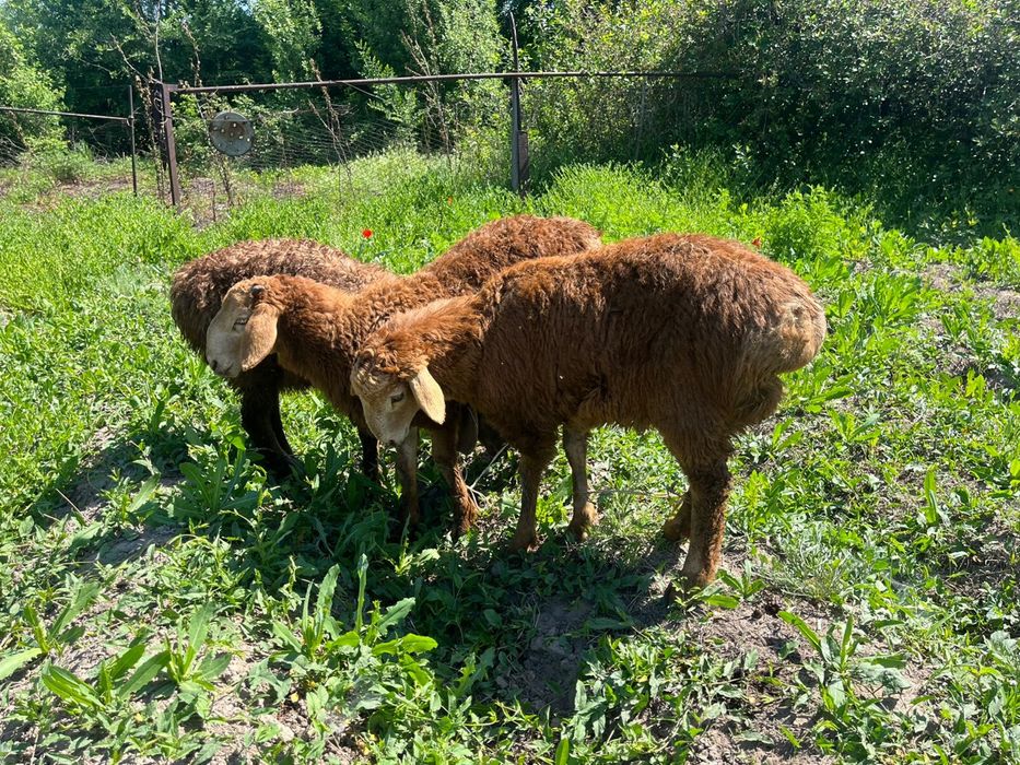 3бас қозы сатылады 60тан