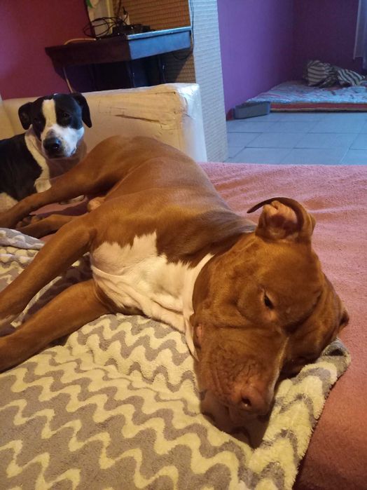 Откраднат от с.Пролеша! Предлагаме голямо възнаграждение!