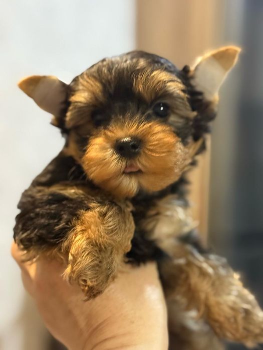 Йоркширский терьер мальчик