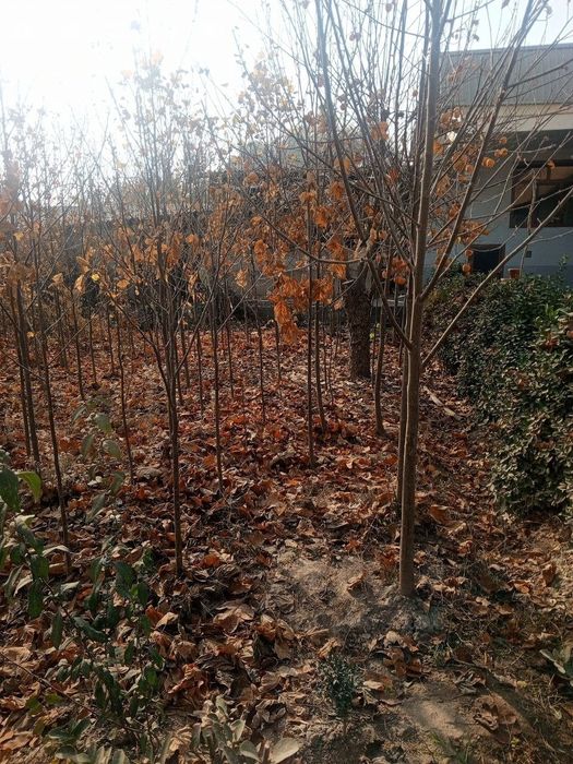 Тюльпанное дерево – лола дарахт сотилади