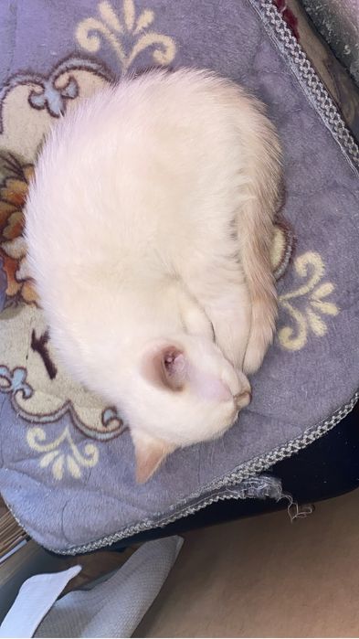 Отдам котят в хорошие руки