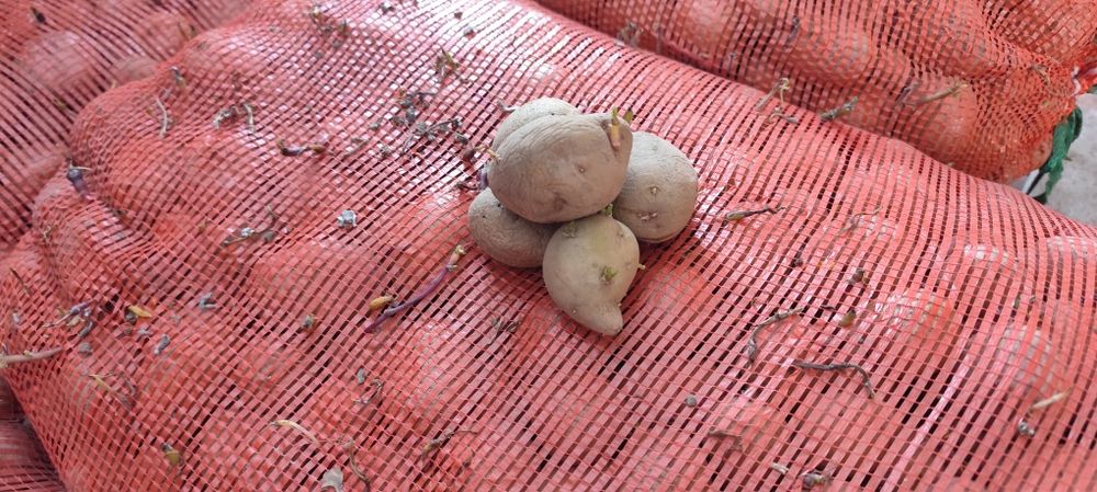 Семенной картофель "ГАЛА"