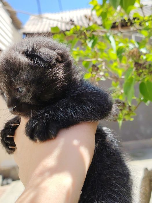 Sotiladi skotish fold