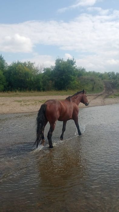 3 жасар айғыр, көктемде 4 ке толады