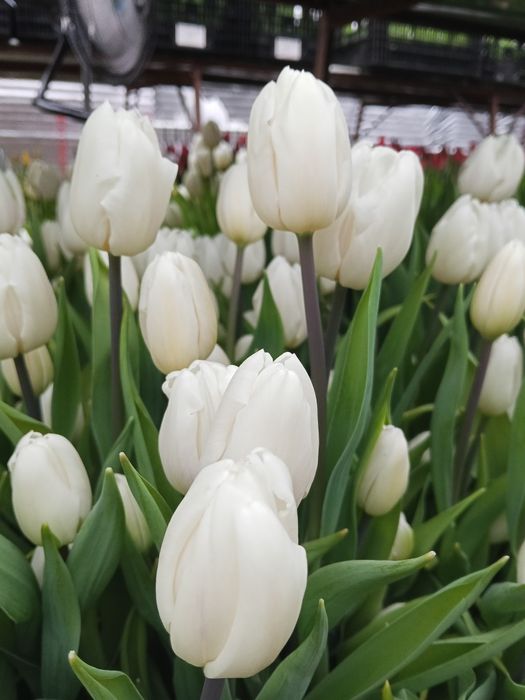 Продам тюльпаны  оптом