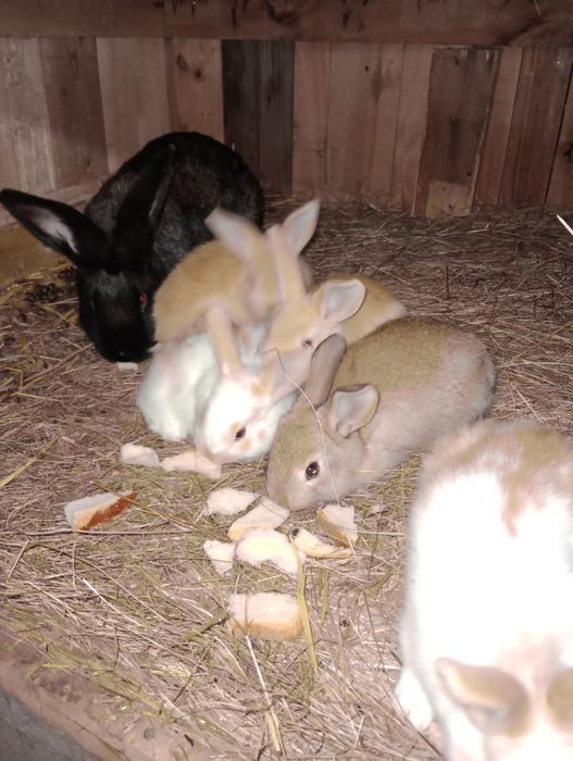 6 pui iepure cauta alta casa.