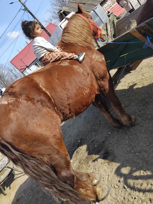 Vândă cal castrad  fac si schimb