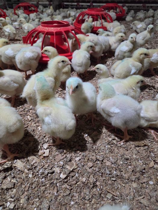 Цыплята бройлеры