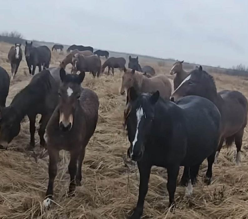 Поиски Кобылы и жеребята