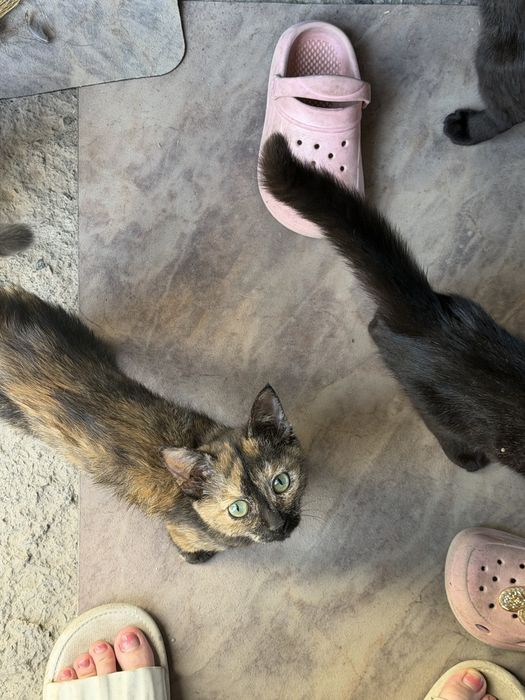 Отдам котят в добрые руки