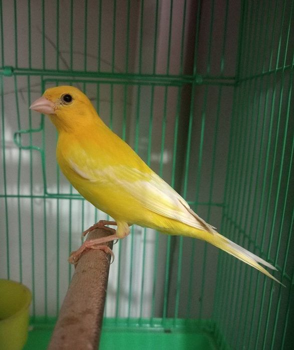 Kanareka limon nar bez petno sotiladi