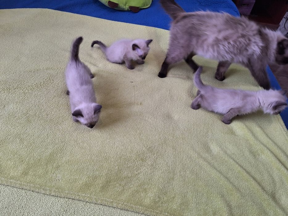 Милые      котята