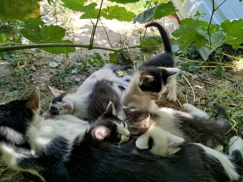 Домашние котята,отдам даром бесплатно