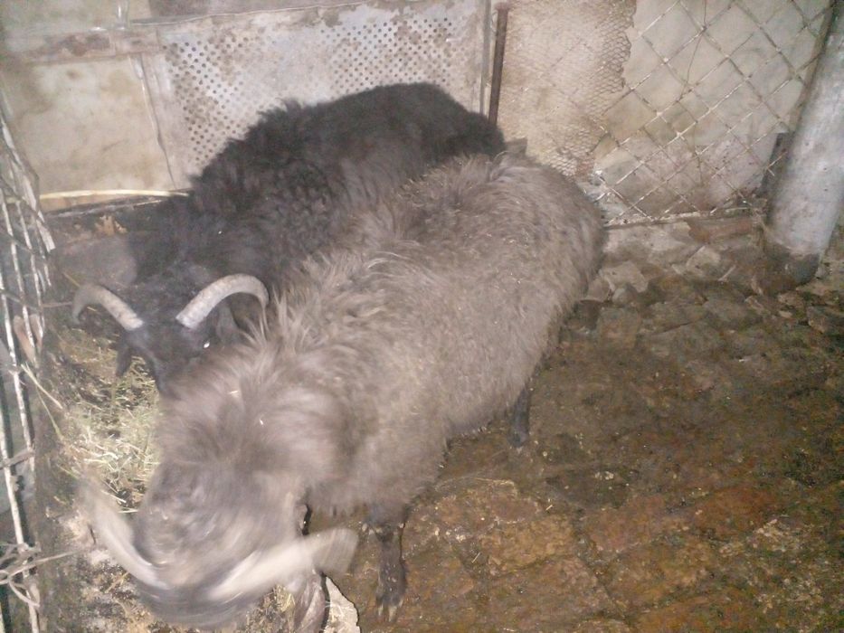 Семиз кочкорлар сотилади