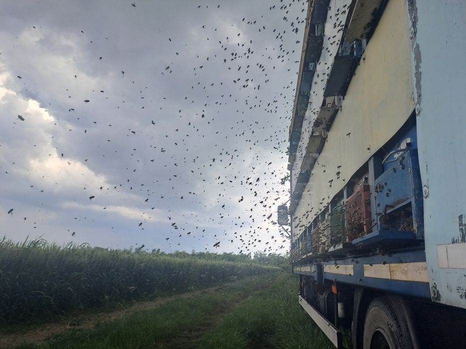 Miere de salcam 2024