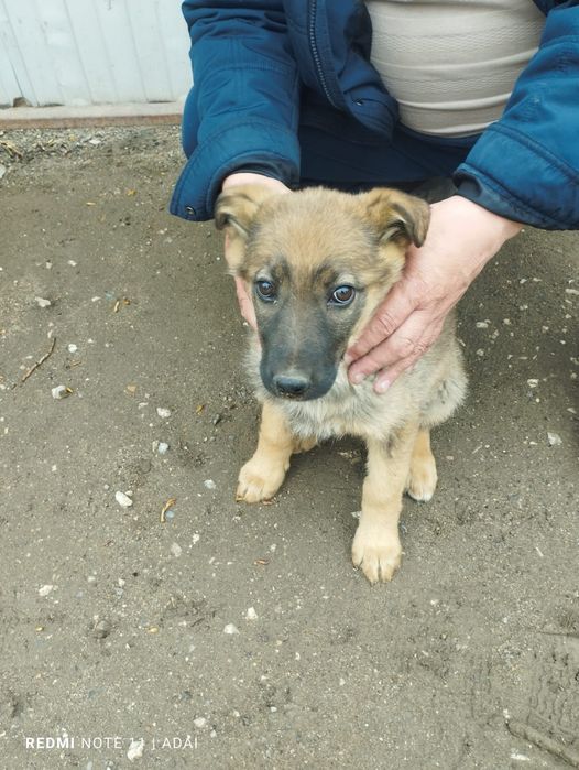 Продам срочнооо немецкий овчарка