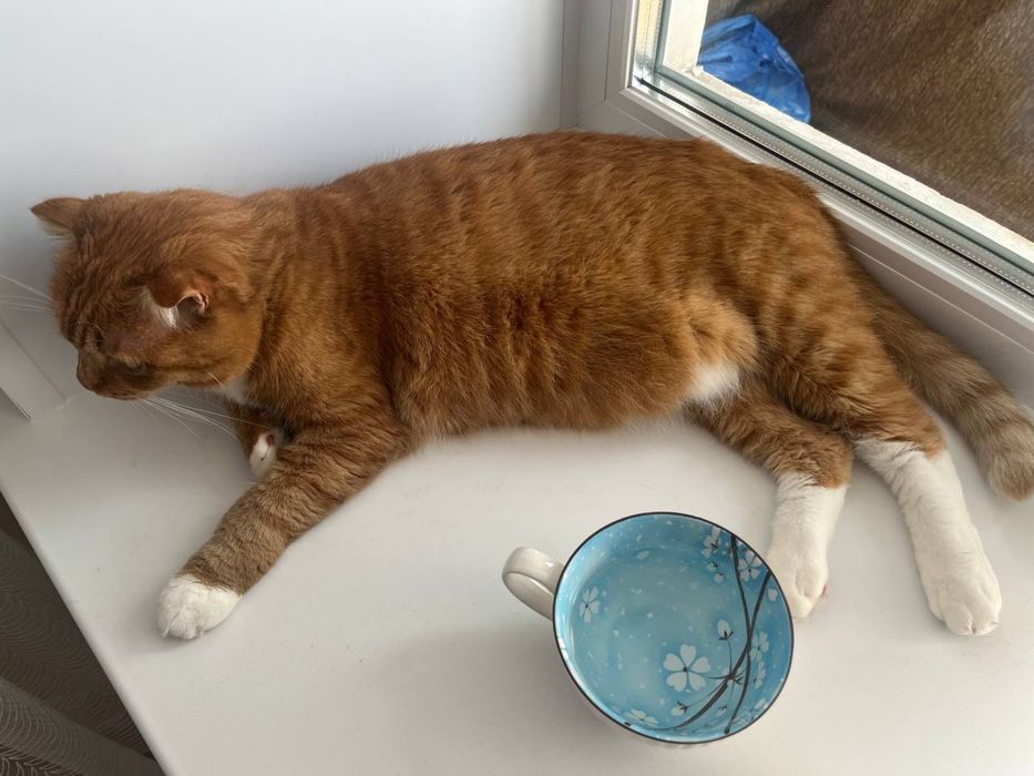 Отдать кота в хорошие руки