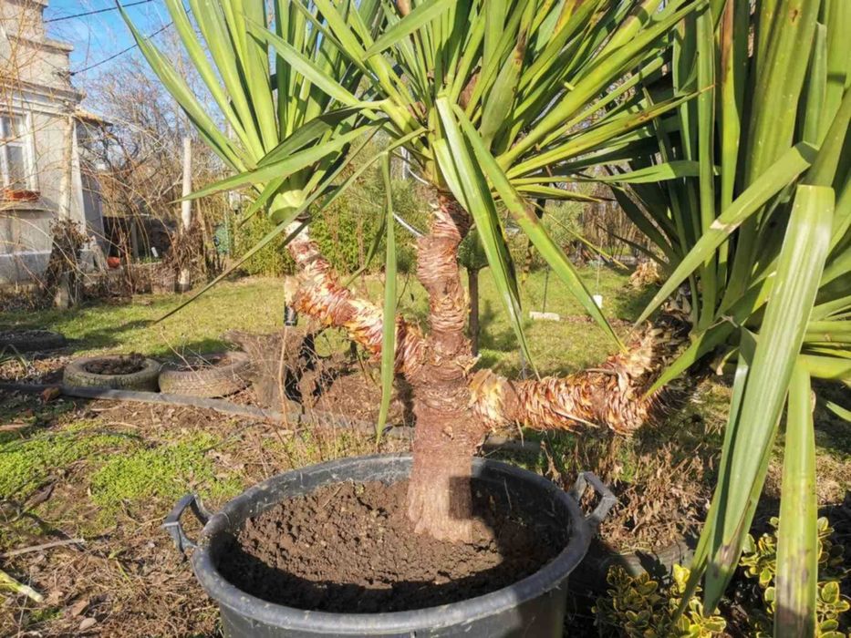 Палма юка външна студоустойчива