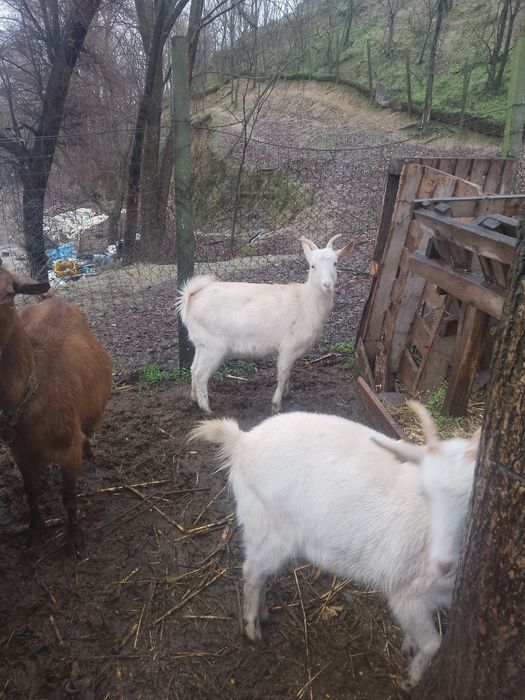 Ieduțe alpine cu sannen