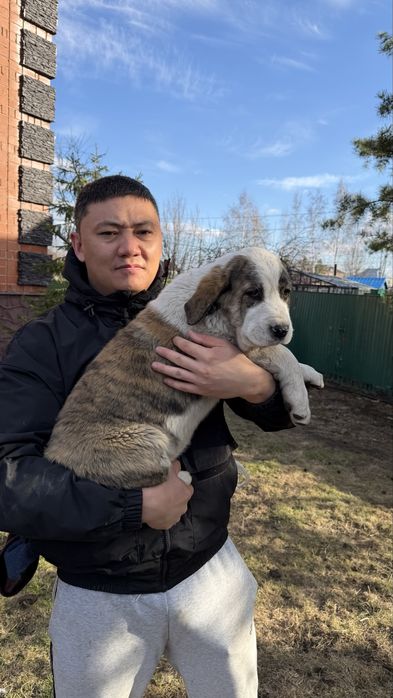 Алабай САО щенята  2,5 мес.