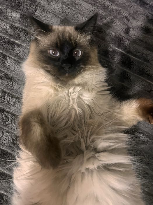 Котик ищет дом Бесплатно отдаем кота