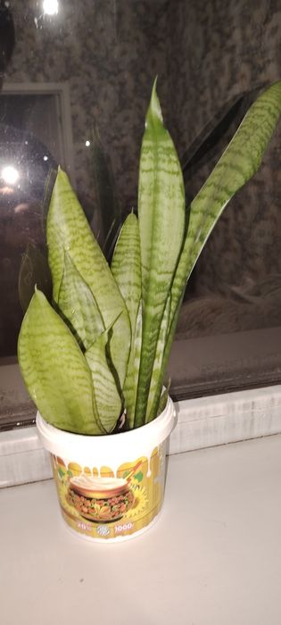 Гүл бар сатылады