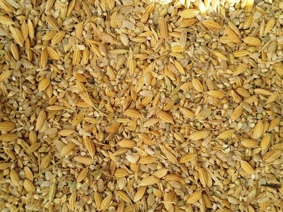 Мучка,Күрмек жем