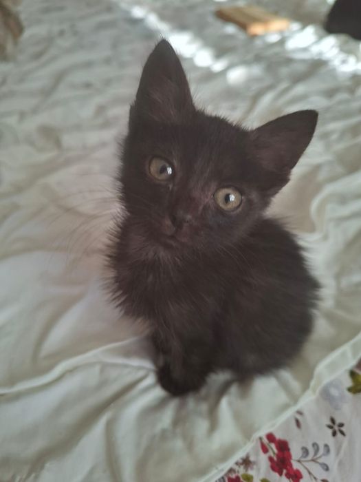 Котята 2-2,5 месяца