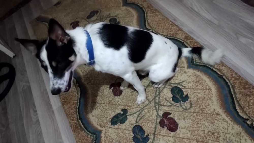 Собака в хорошие руки