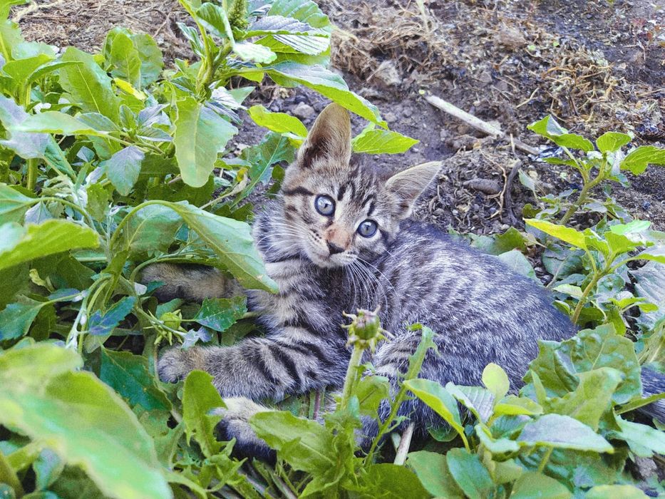 Котята. Раздаём. Доставим.