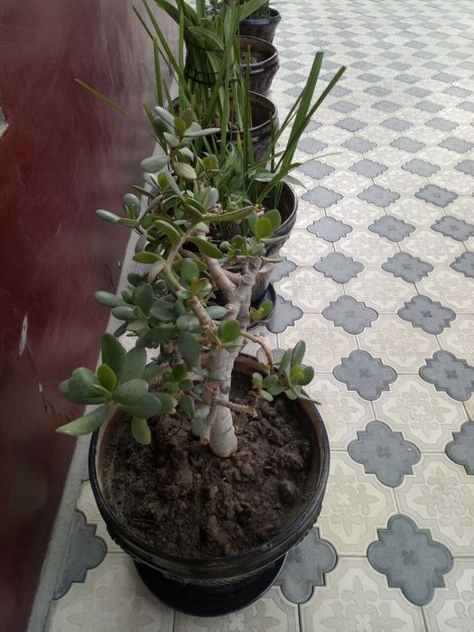 Xonaki gullar sotiladi