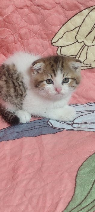 Продаются шотландские вислоухие