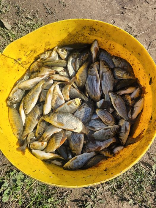 Карп, сазан, амур, толстолобик