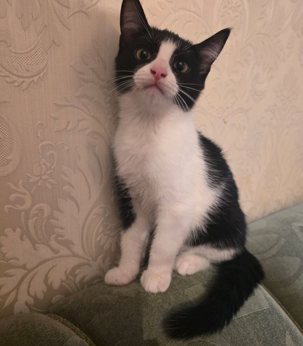 Отдадим котенка  в хорошие руки