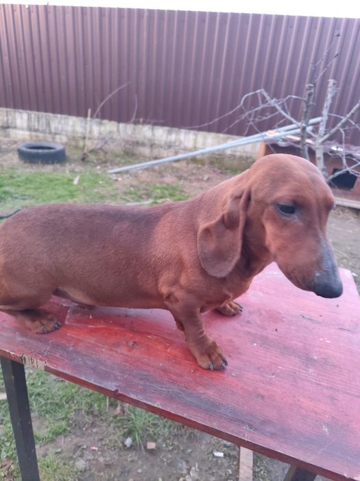 Mascul și femelă Teckel standard