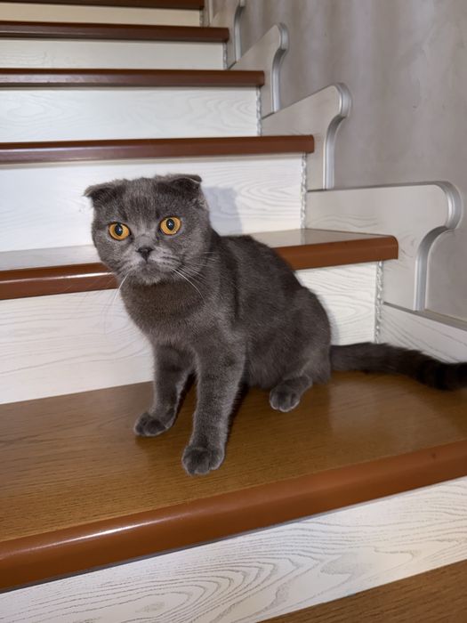 Британская скоттиш фолд